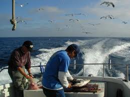 Grooper Fishing in the Gulf of Mexico